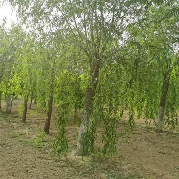 柳樹(shù)圖片