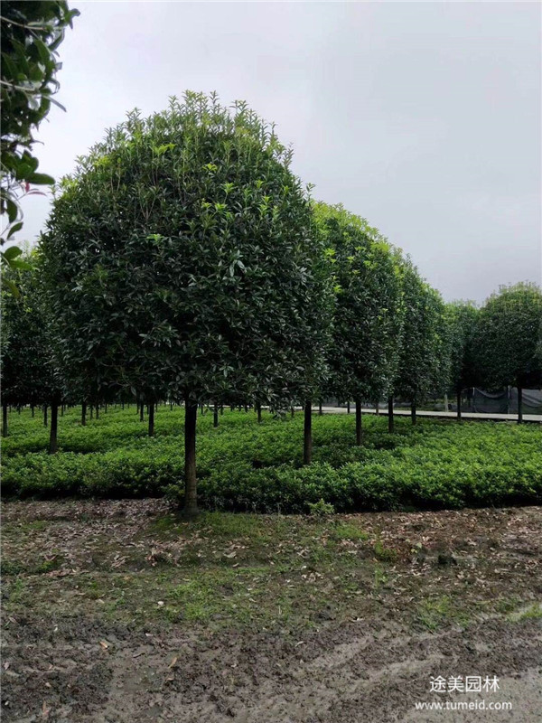 桂花樹(shù)圖片