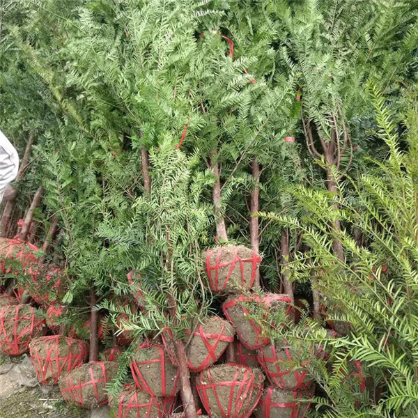 紅豆樹(shù)圖片
