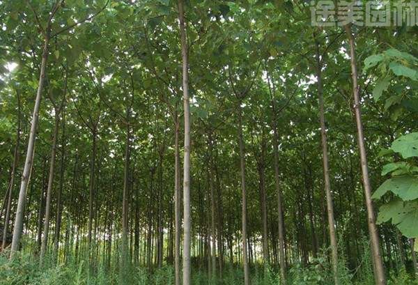 泡桐樹(shù)苗
