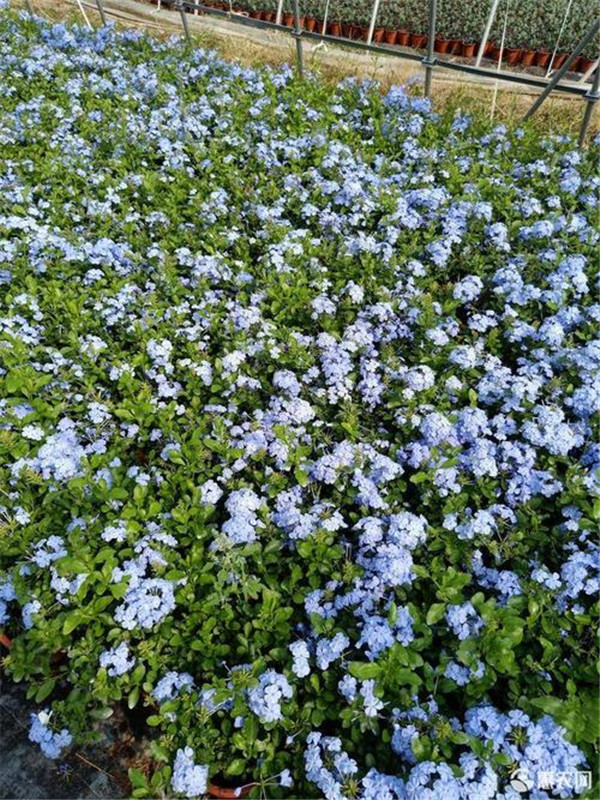 藍(lán)雪花圖片基地實拍圖
