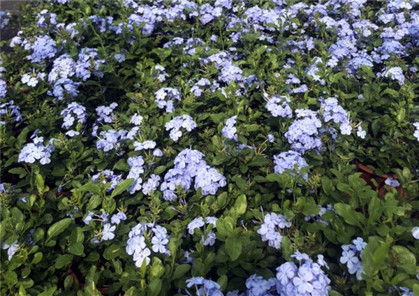 藍(lán)雪花近照