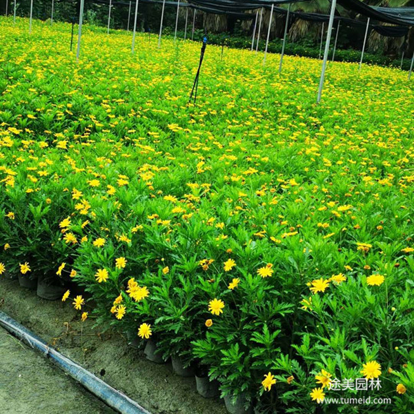 20~30公分的木春菊批發(fā)基地？
