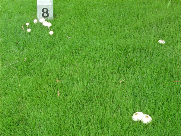 草坪種子多少錢(qián)一斤，草坪種子批發(fā)多少錢(qián)？