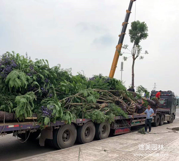 藍(lán)花楹裝車發(fā)貨圖片