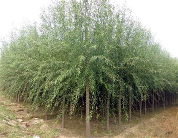 柳樹(shù)圖片基地實(shí)拍圖