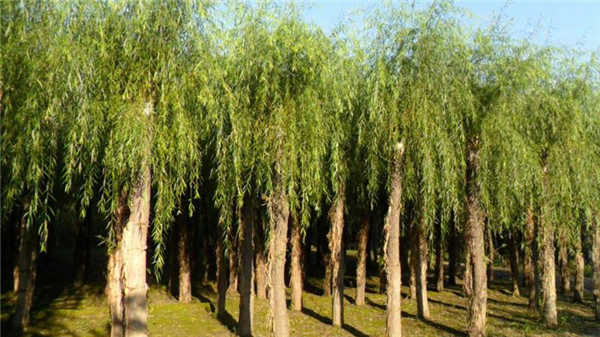 柳樹(shù)圖片基地實(shí)拍圖