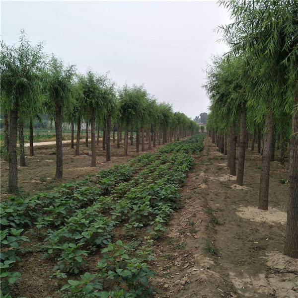 柳樹(shù)圖片基地實(shí)拍圖