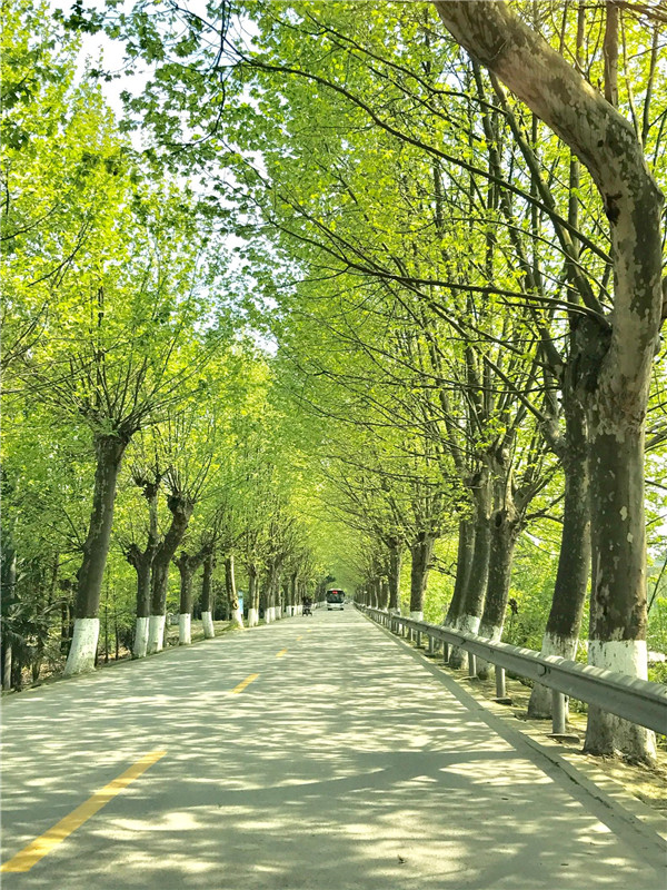 柳樹(shù)圖片基地實(shí)拍圖