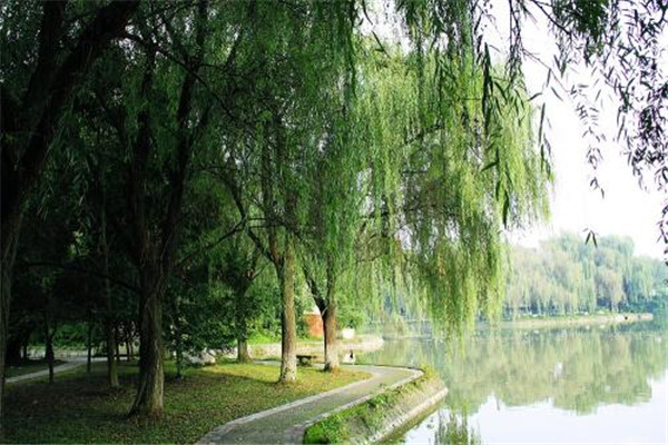 柳樹(shù)圖片基地實(shí)拍圖
