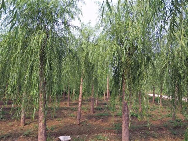 柳樹(shù)圖片基地實(shí)拍圖