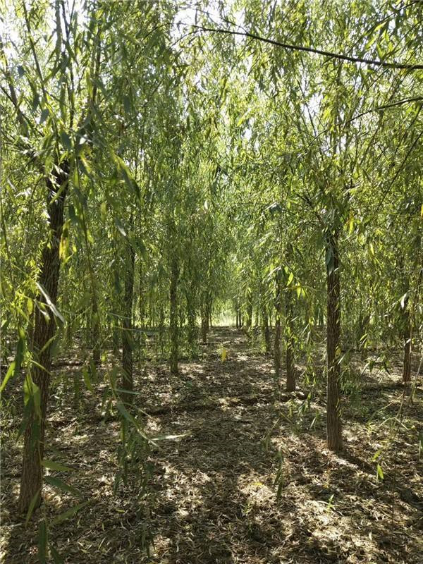 柳樹(shù)圖片基地實(shí)拍圖