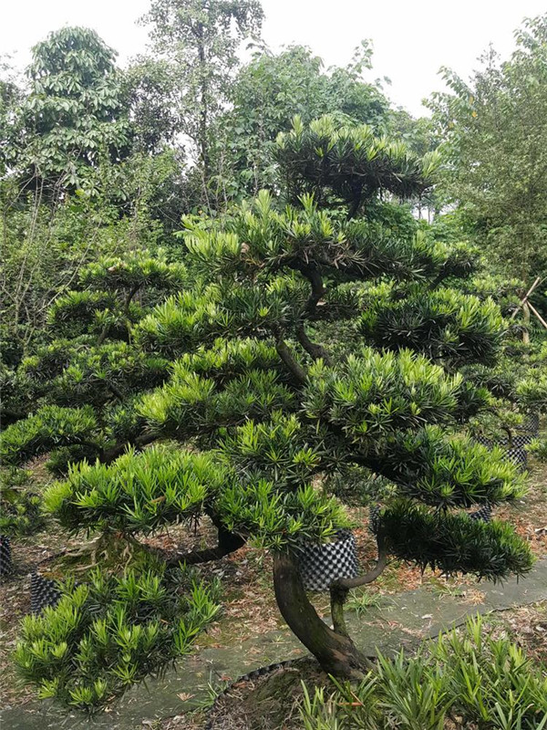 羅漢松基地實(shí)拍圖片