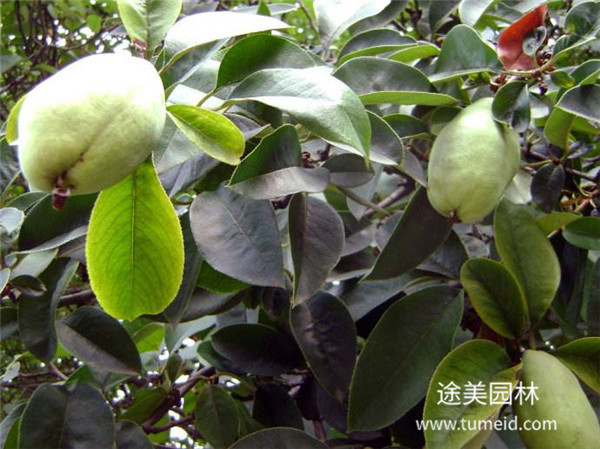 http://www.vr59.cn/ch/30.html
