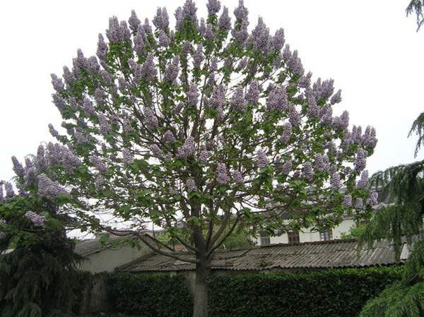 泡桐樹(shù)開(kāi)花圖片