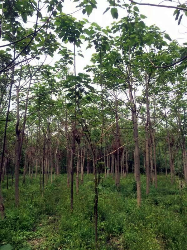 泡桐樹(shù)開(kāi)花圖片