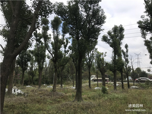 小葉香樟與大葉香樟有啥區(qū)別？